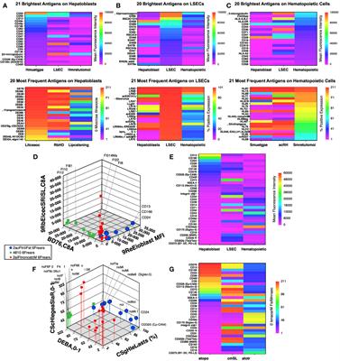 CD203c is expressed by human fetal hepatoblasts and distinguishes subsets of hepatoblastoma